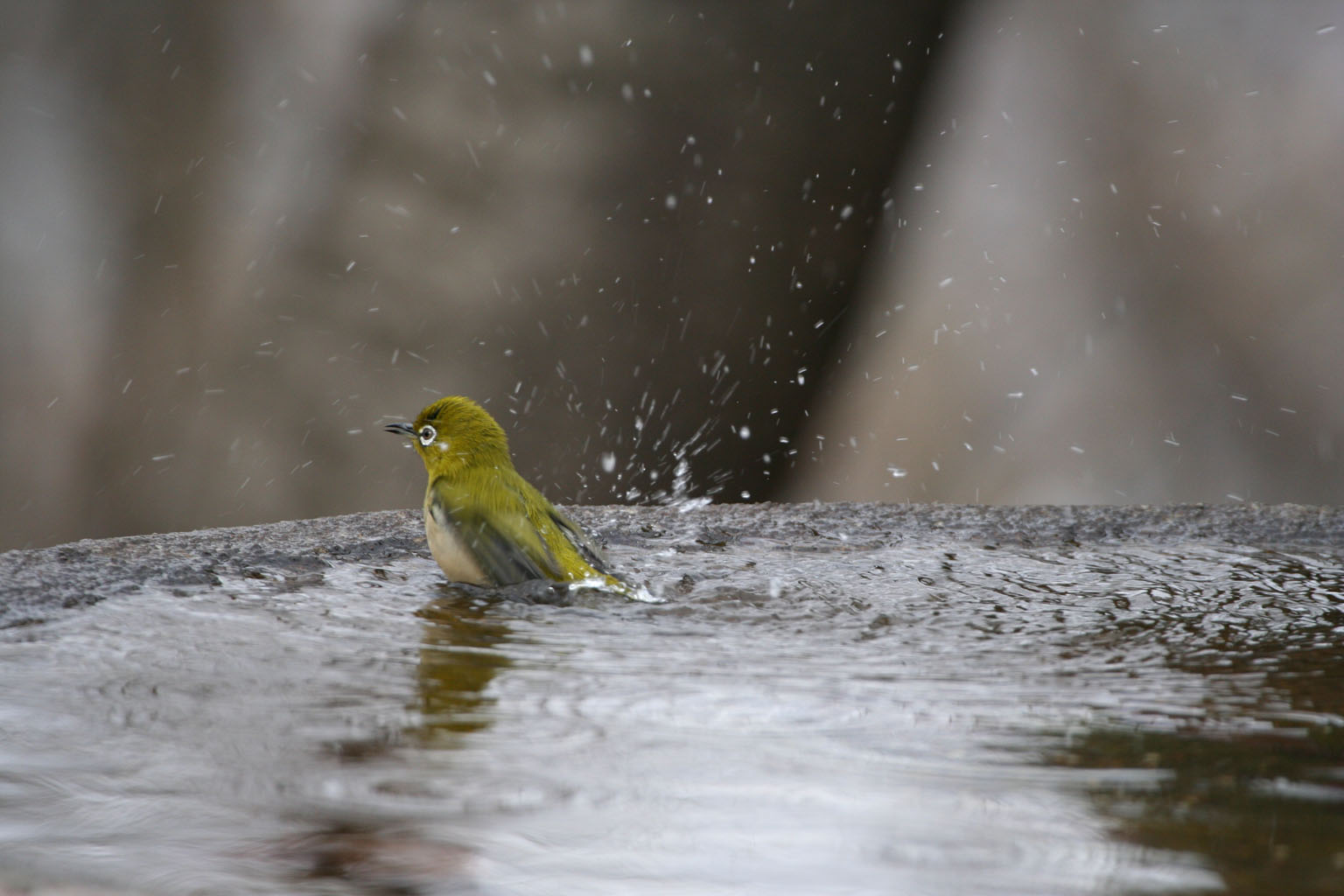 秦野市権現山の水場に行きました　いつものヤマガラやメジロの他　ビンズイも来ていました